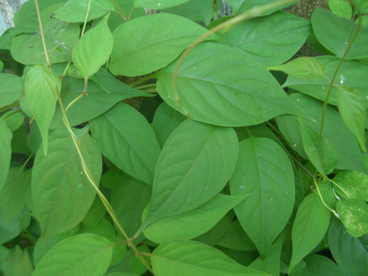 Paederia foetida L.